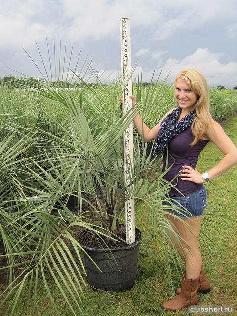 43847_butia-capitata-cocos-australis-pindo-palm-wine.jpg